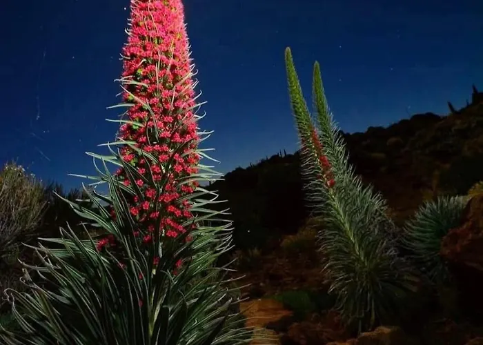 Wonderland Tierra Fertil Gigantes * Santiago Del Teide