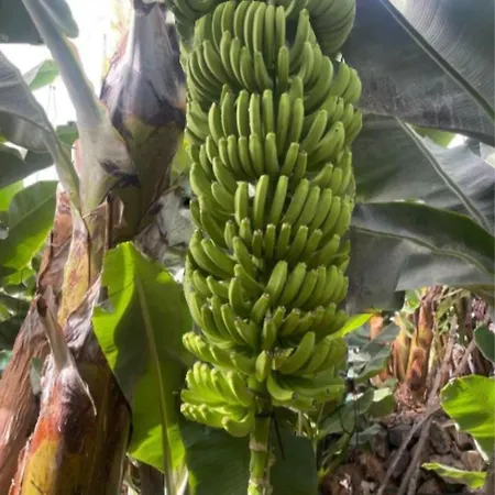 Daire Wonderland Tierra Fertil Gigantes