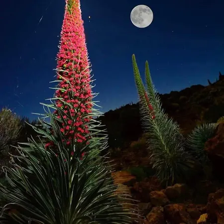 Wonderland Tierra Fertil Gigantes * Santiago Del Teide