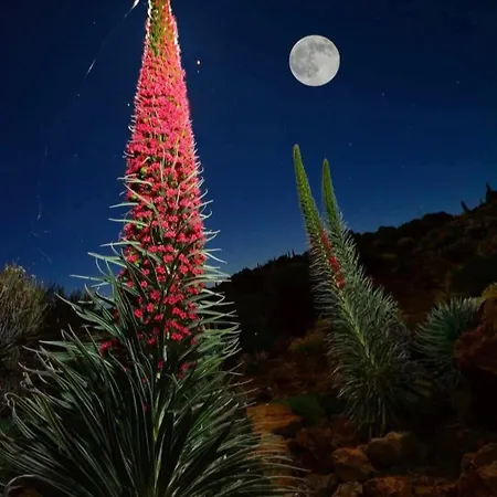 Wonderland Tierra Fertil Gigantes Santiago Del Teide