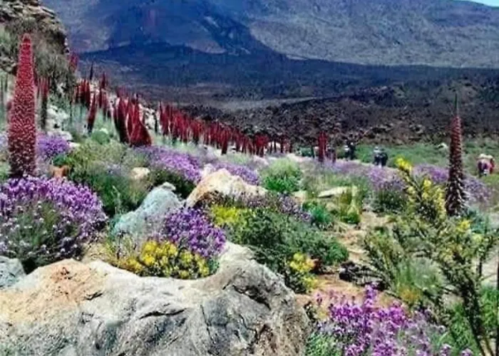 Wonderland Tierra Fertil Gigantes Apartmán Santiago del Teide