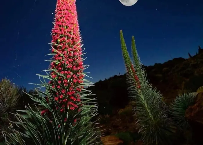 Wonderland Tierra Fertil Gigantes Santiago del Teide